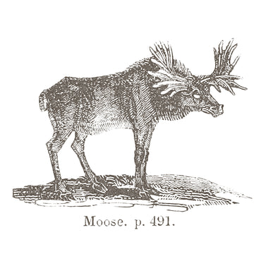 Vintage Moose Sketch