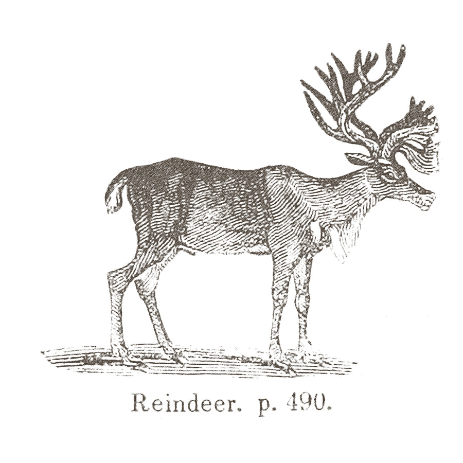 Vintage Reindeer Sketch
