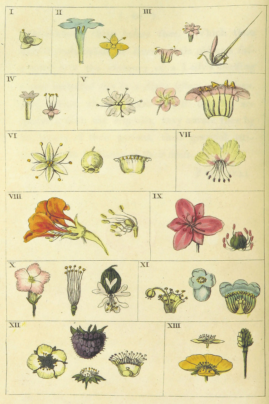 Vintage Flower Chart