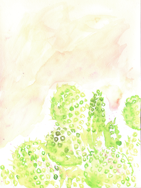 cacti