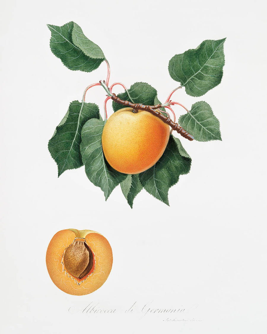 Vintage Orange Peach